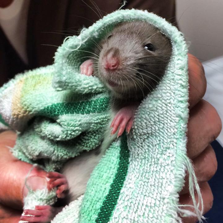 Regal Rat Advocates of Wisconsin