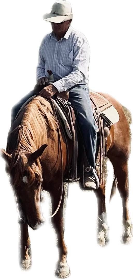 Kaytee Reiners and Performance Horses | Aylett VA