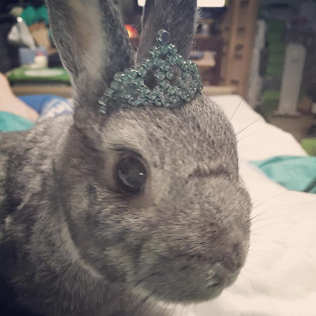 Disabledrabbits.com