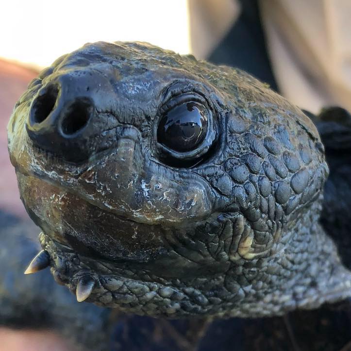 Bell's Turtles - Turtles Forever Project