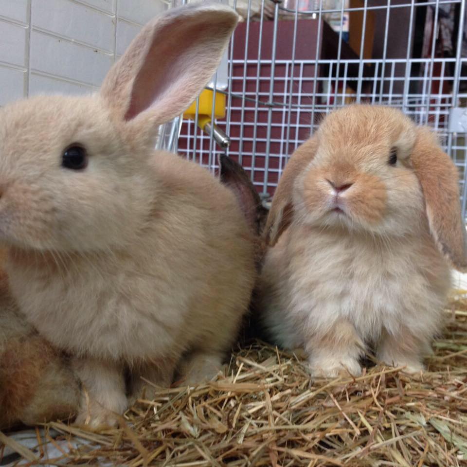 ChuBunny
