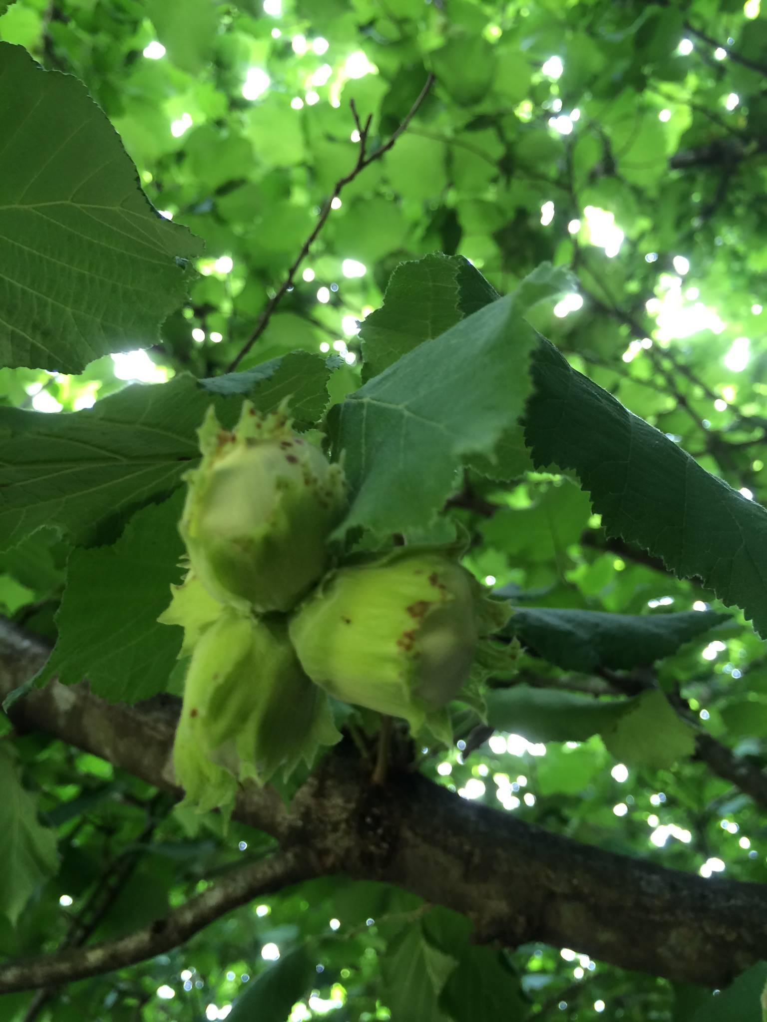 IMLAY NUTS | Towamba NSW