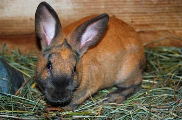 Rabbits Center