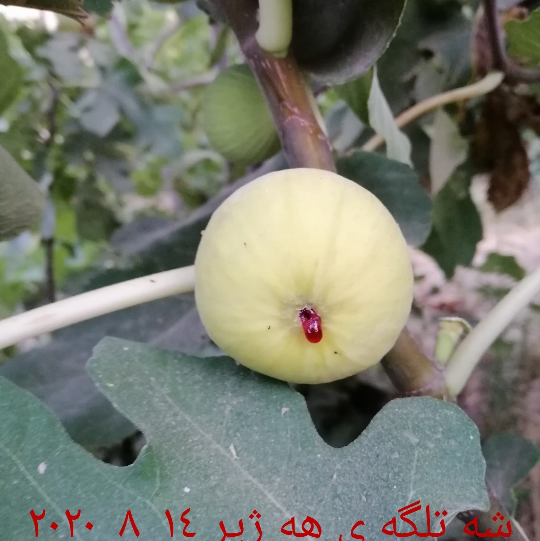 Shatlgay hazher شه تلگه ى هه ژير
