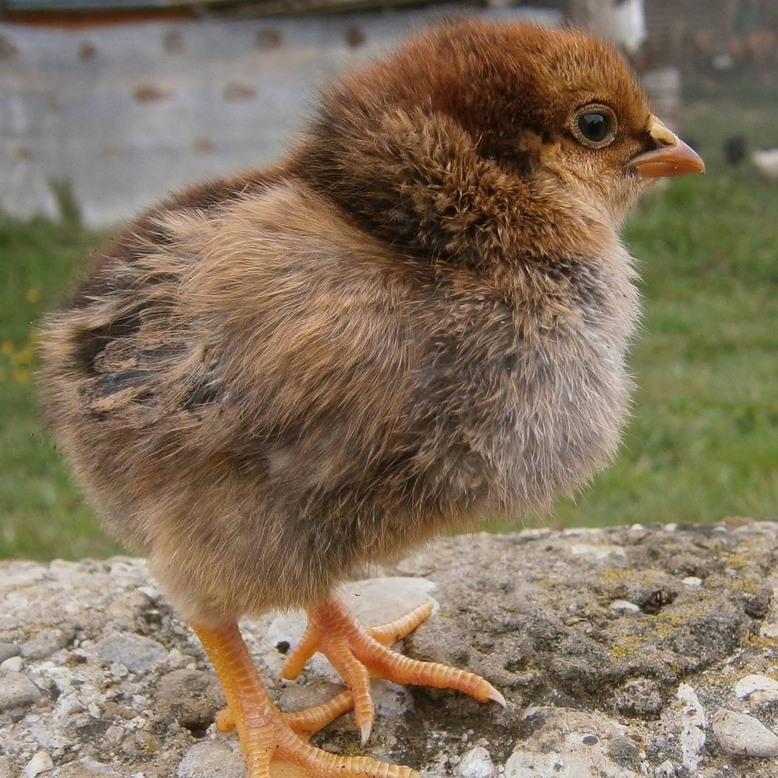 Pollo Rustichello della Pedemontana Trevigiana