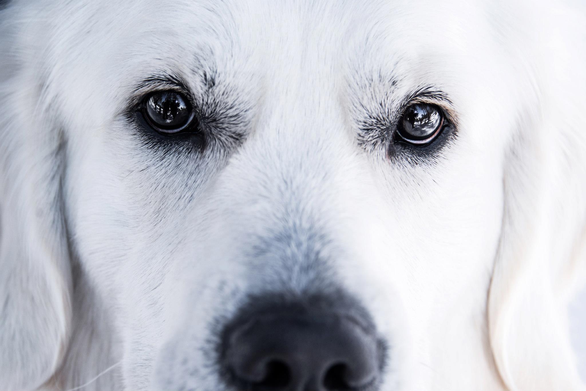 Winter Ridge Golden Retrievers