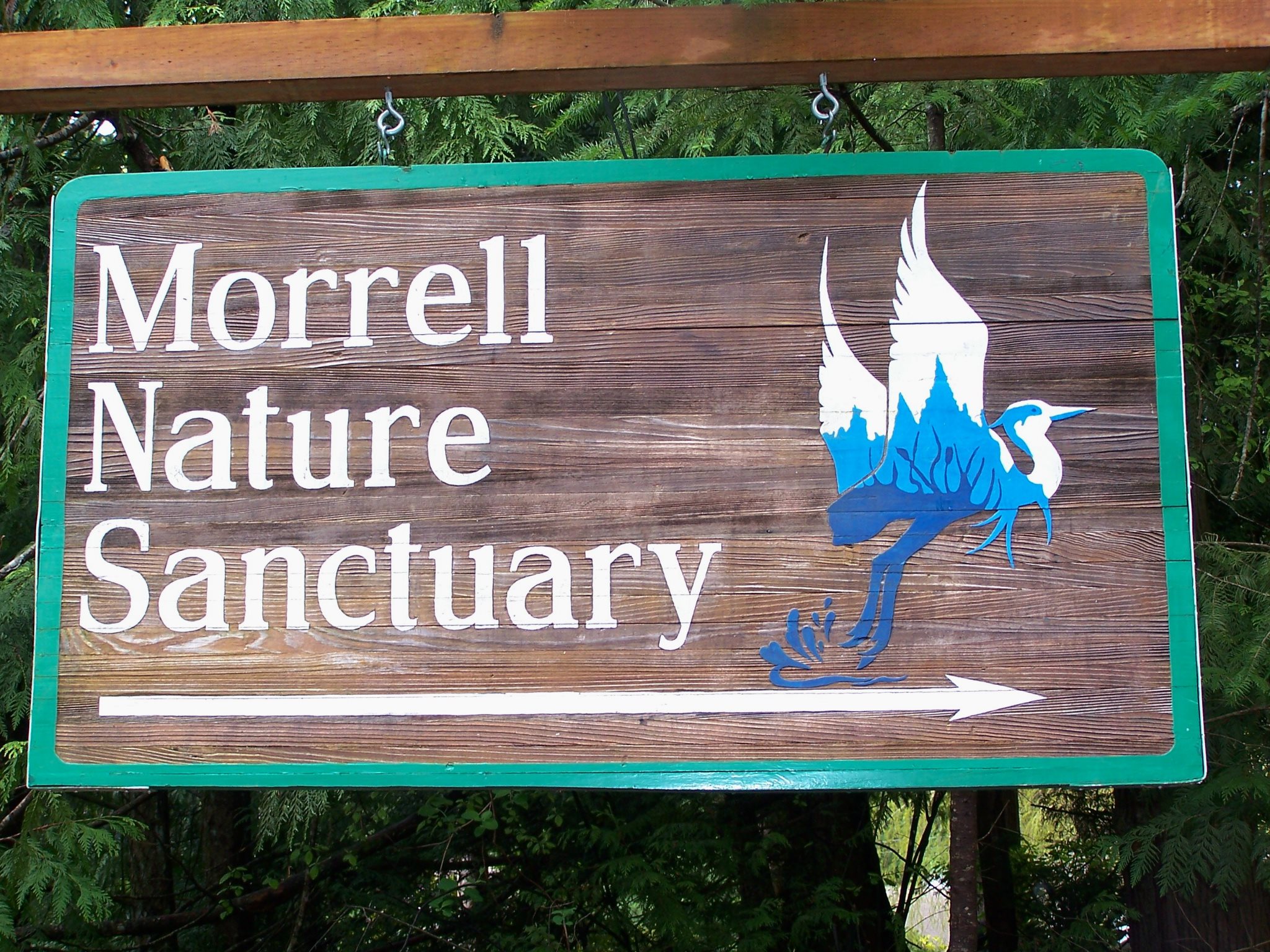 We had a baby banana slug, Ariolimax... - Morrell Sanctuary | Facebook