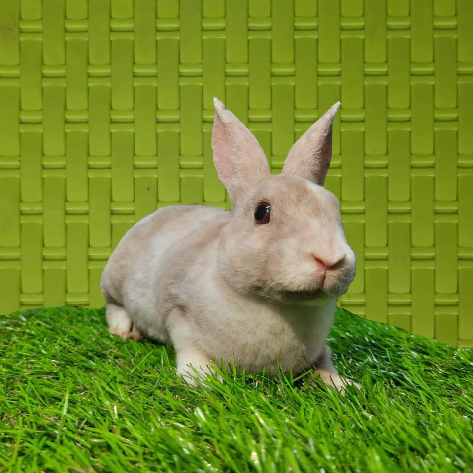 RP Rabbit