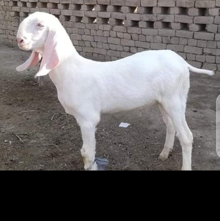 Rustom goat from