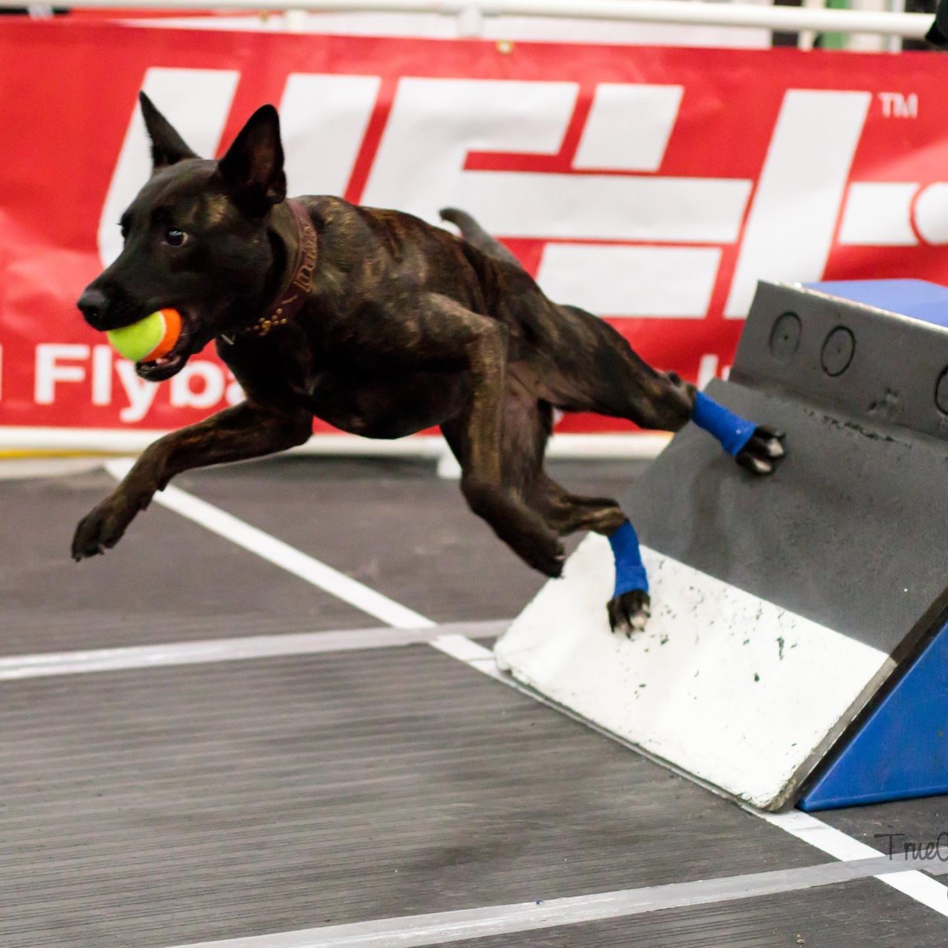 Terminal Velocity Dog Sports and Flyball Team