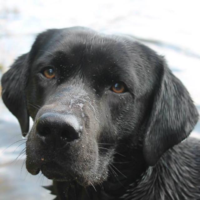 Labrador-Scott