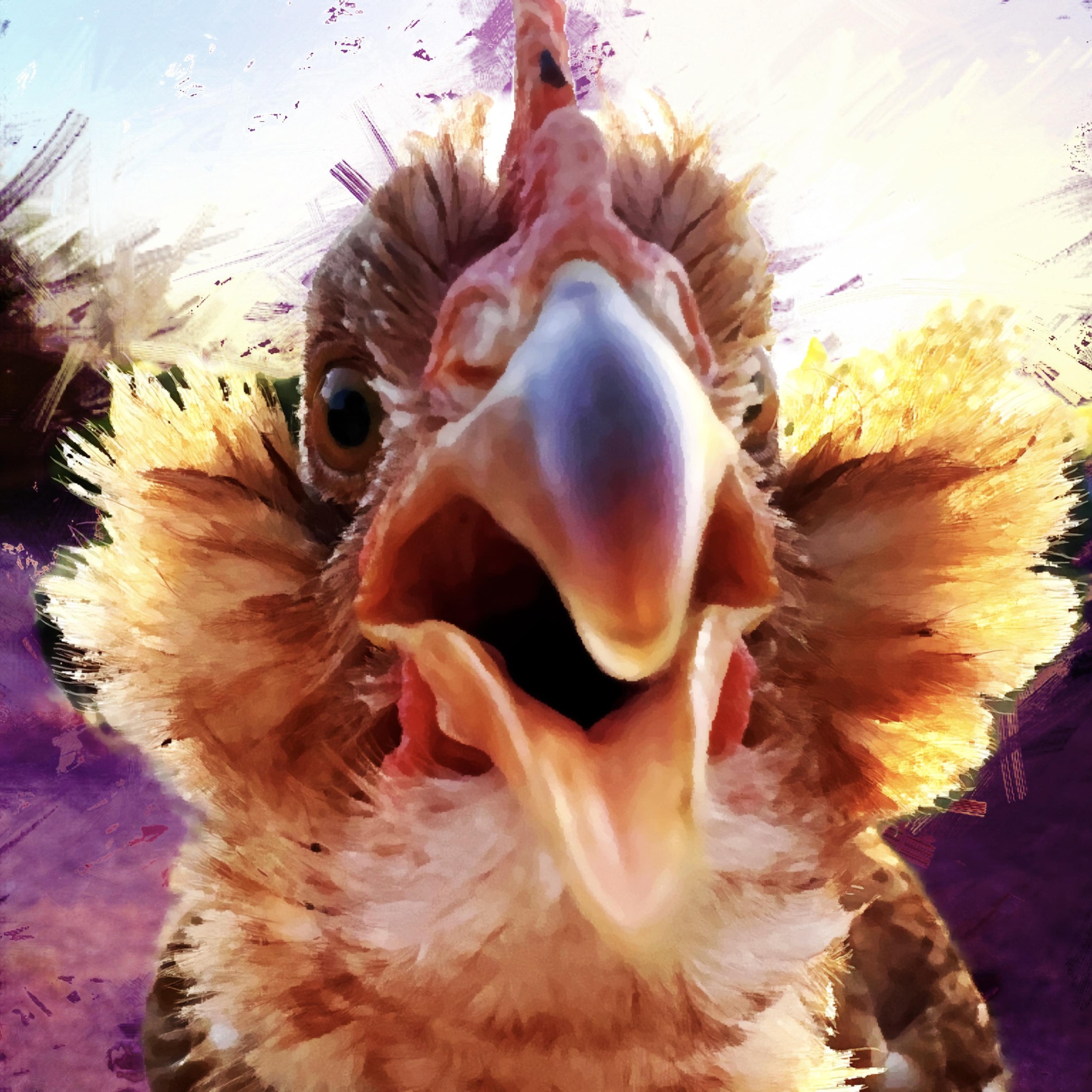 Everything Backyard Chicken! | Can you get antibiotics for upper ...