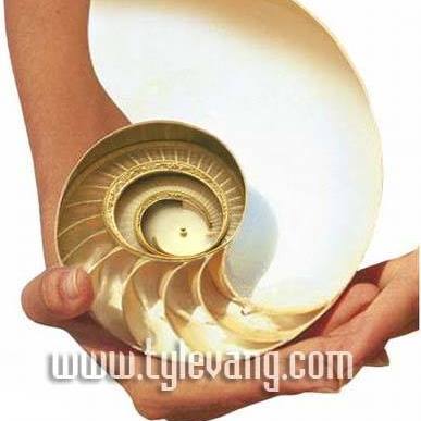 Tỷ Lệ Vàng