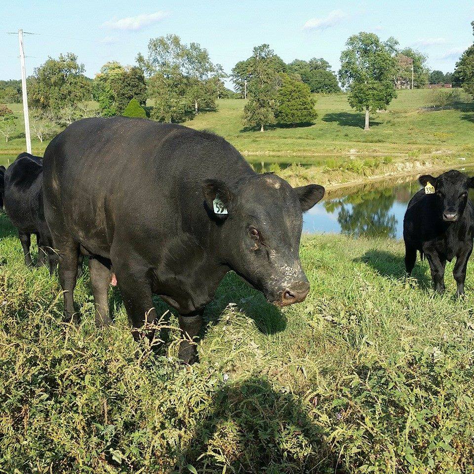 Triple R Farm | LaFayette GA