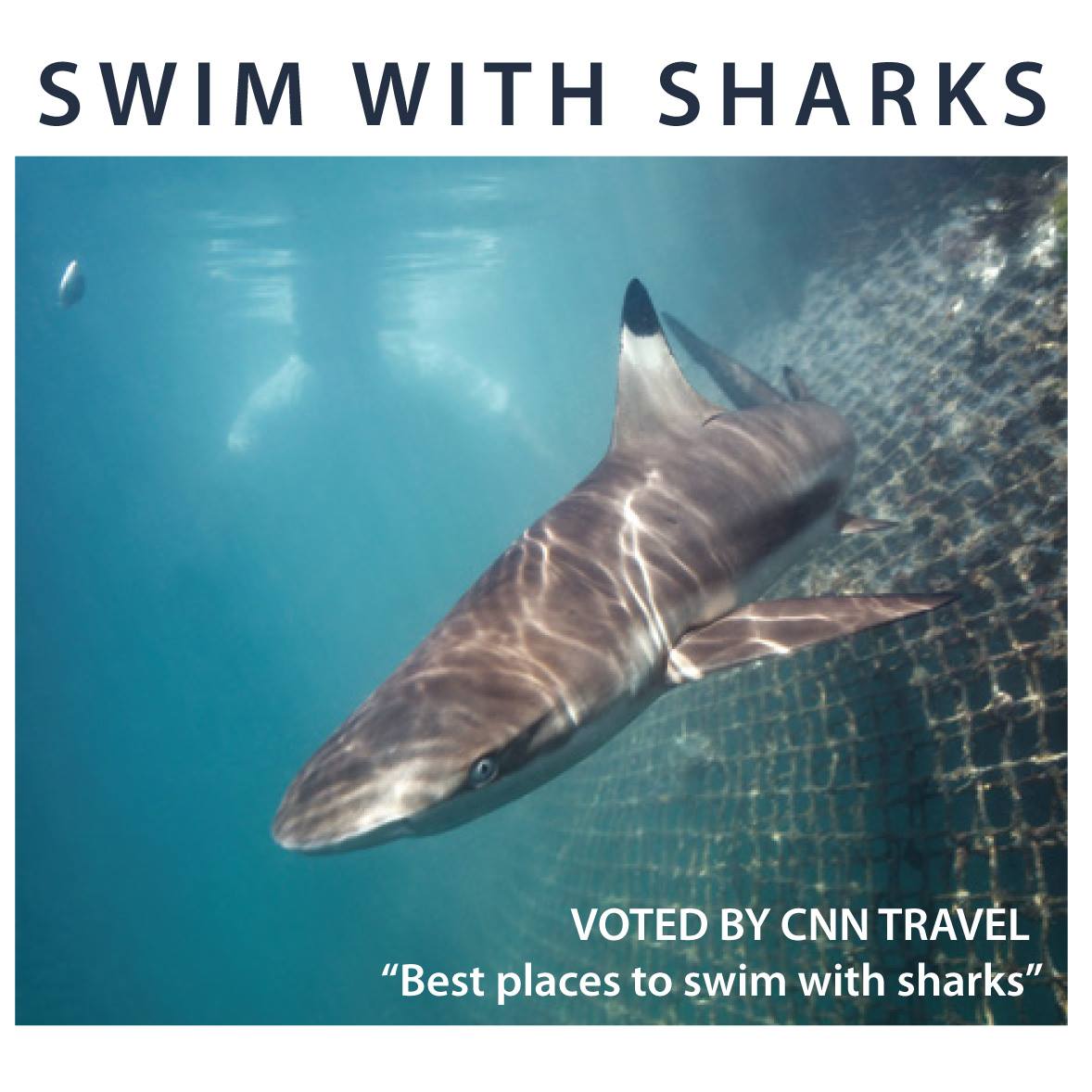 Bali Sharks Rescue Center