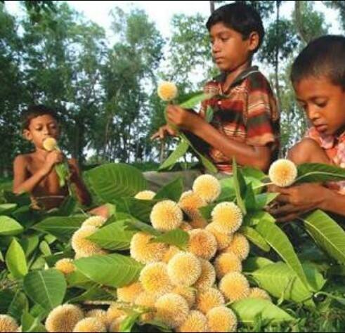 হামার কদমতলা
