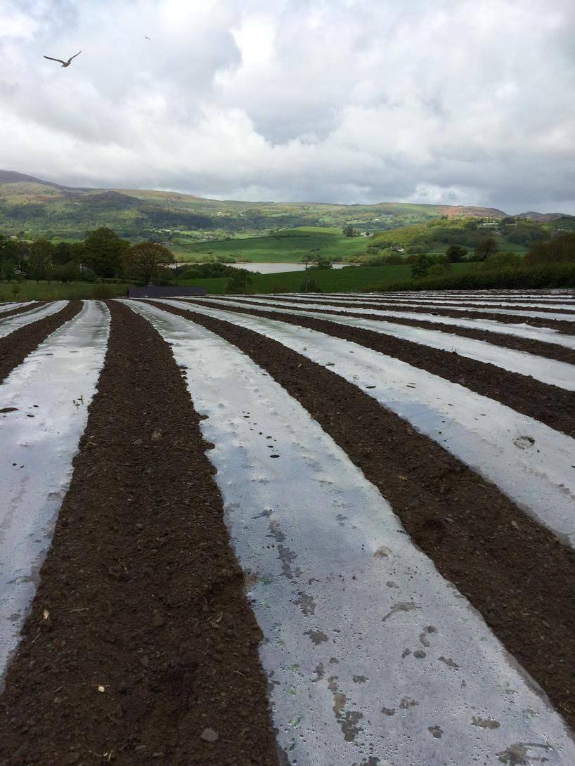 Rhys Owen CountyCrops/Procam/Field Options