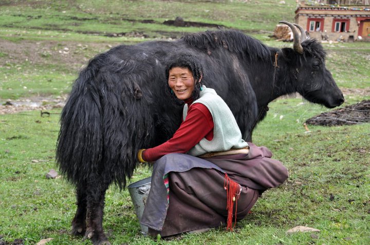 Yak Milk Soap Project