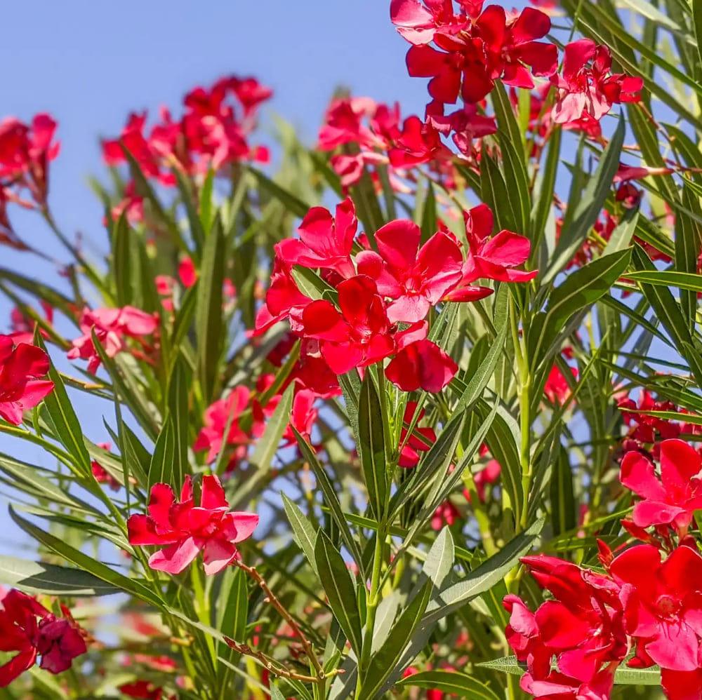Romantic - Spring Garden Decoration Ideas #fblifestyle See more : https ...