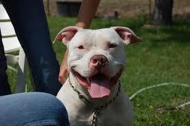 Profil pour Pitbull CLUB