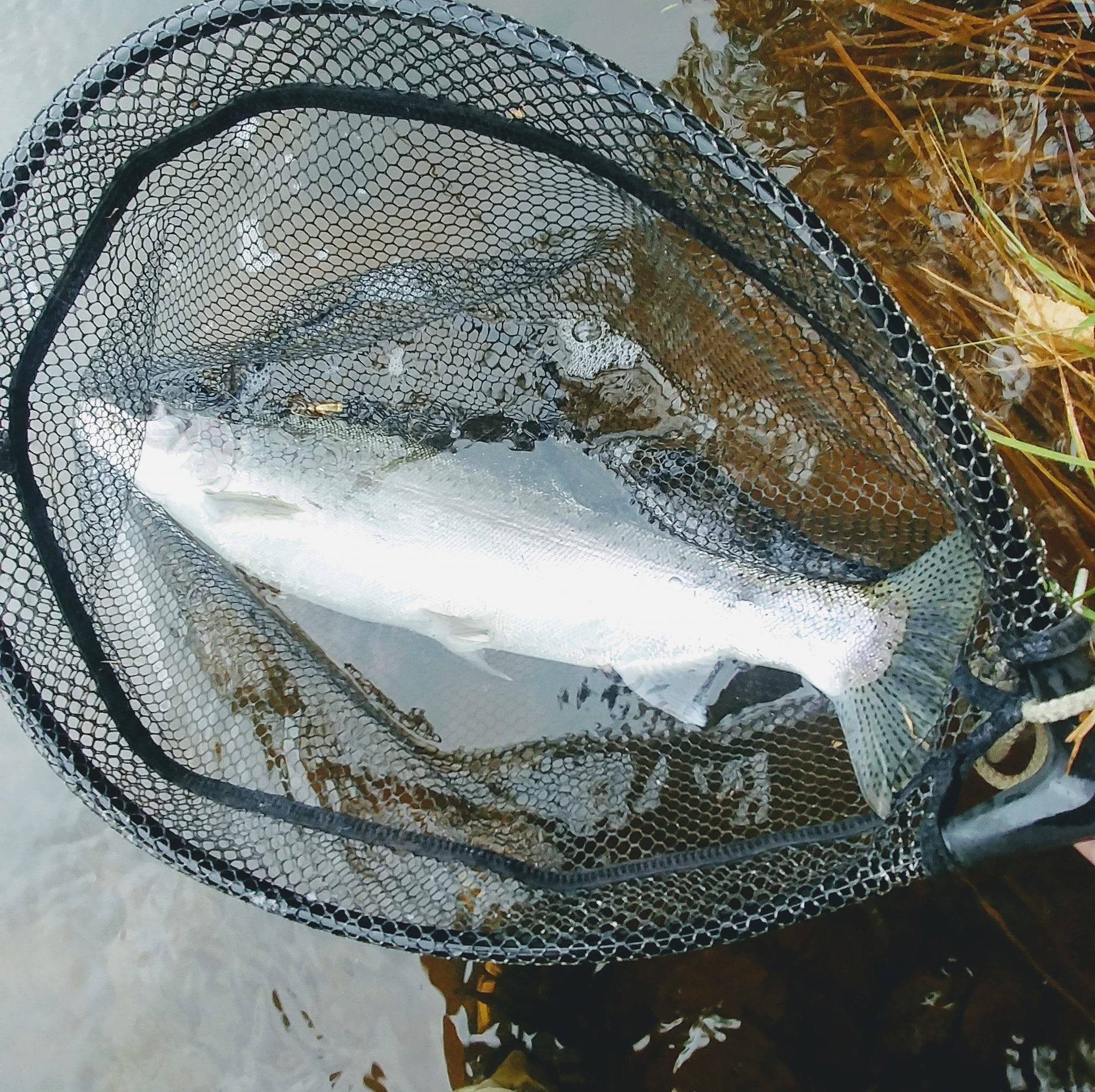 Wisconsin Brule Steelhead Fishing Page - STEELHEAD FISHING WITH ...