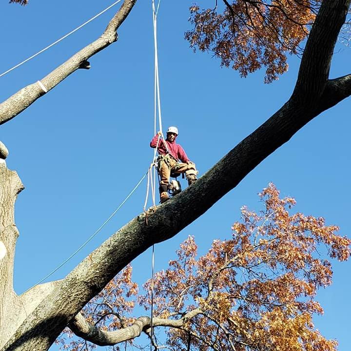 Top notch tree care and landscaping llc | Ivyland PA