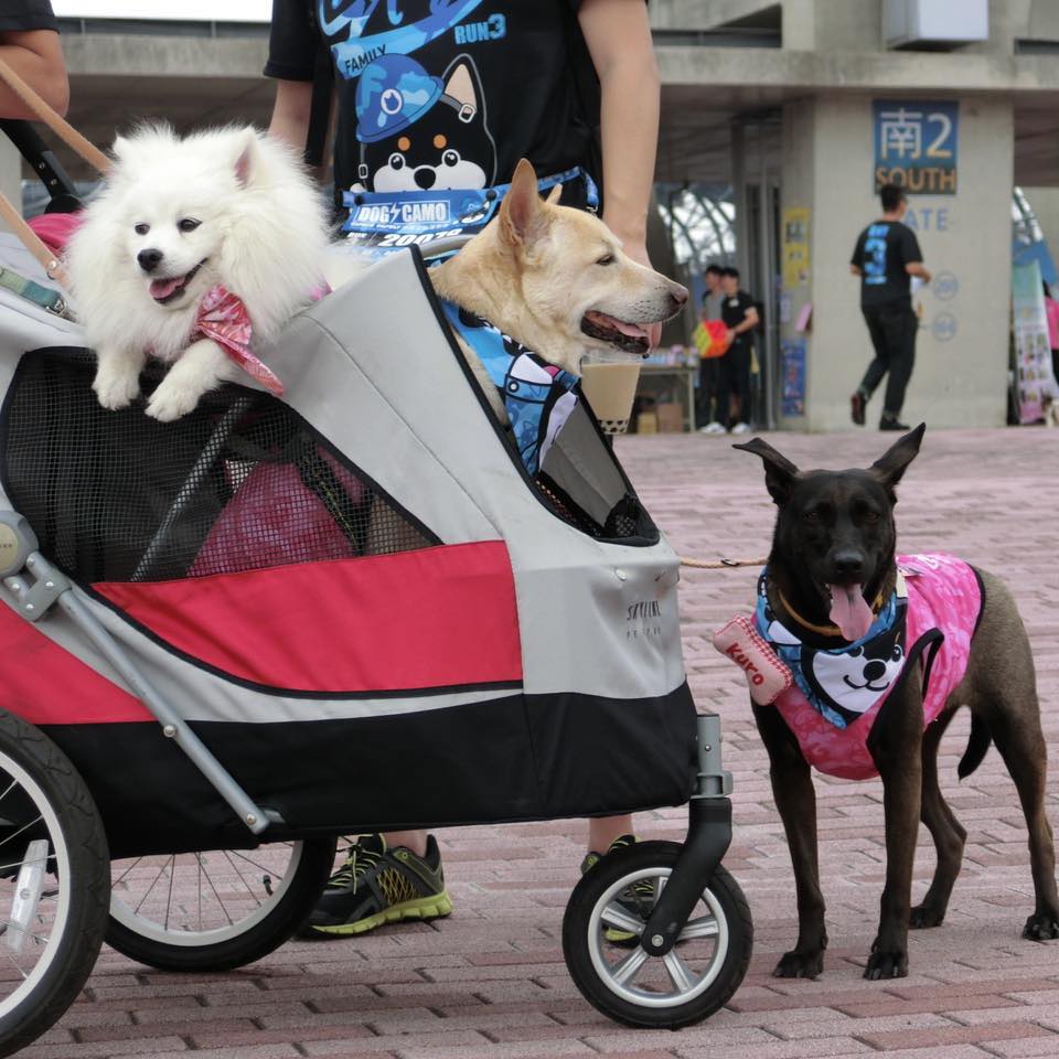 Lulu家三毛生活日記－狐狸犬x米克斯 - 2022 請多多指教 新年快樂 明けましておめでとうござい 今年もよろしくお願いします Happy ...