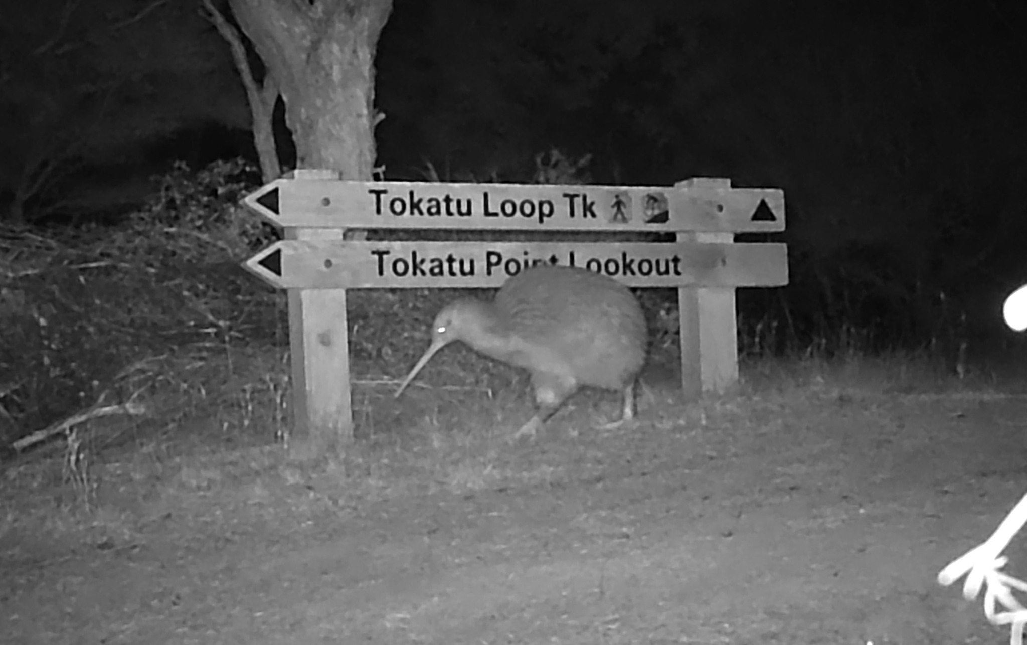 Tawharanui Open Sanctuary Society Incorporated | Matakana