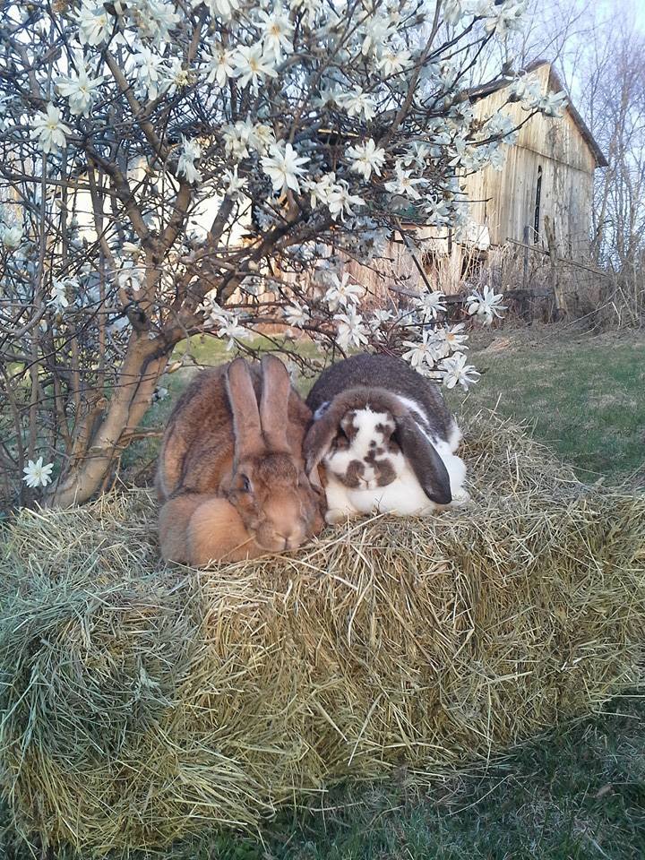 Ashley's Rabbit Habit