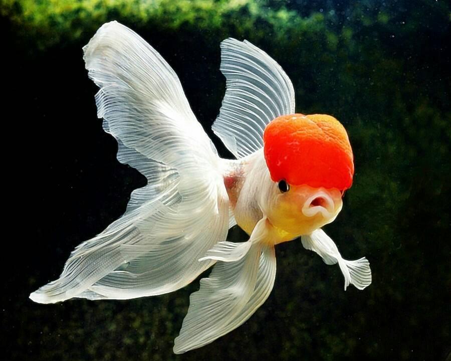 IKAN HIYAS