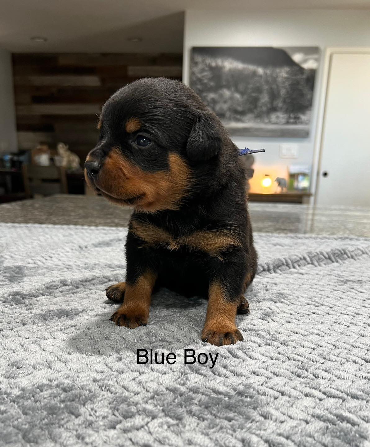 HB Rottweilers | Desert Hills AZ
