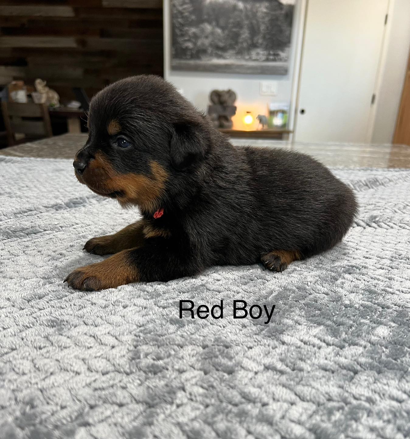 HB Rottweilers | Desert Hills AZ
