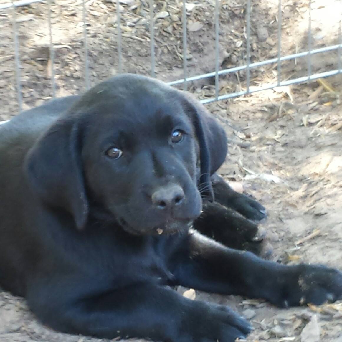 Van Ryn Labradors
