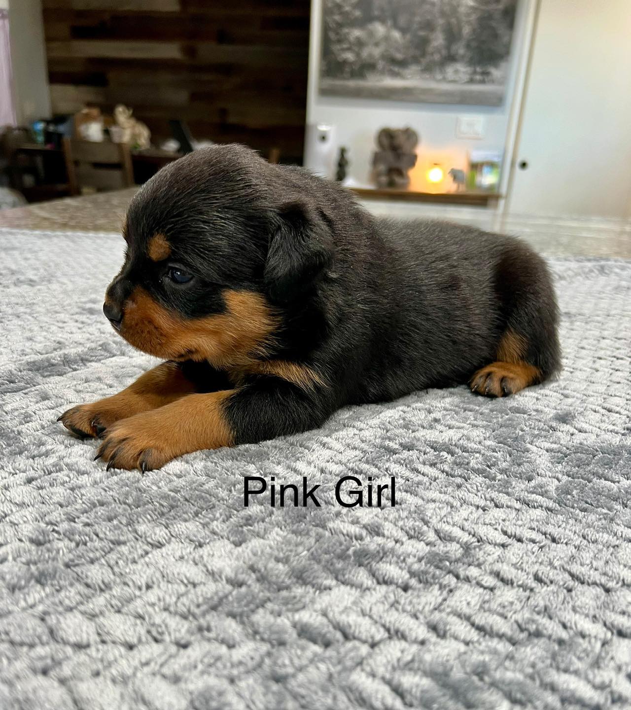 HB Rottweilers | Desert Hills AZ