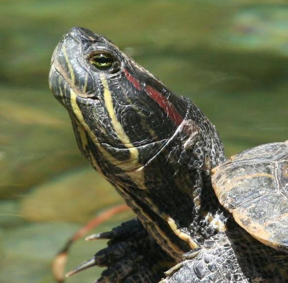 The VMware Turtles
