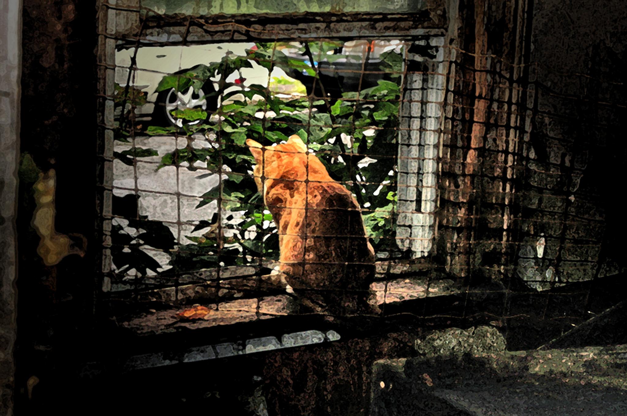Today we recognize the Feast of St.... - Orange Street Cats | Facebook