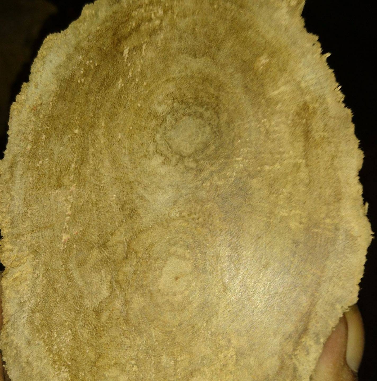 Mustari Rifan