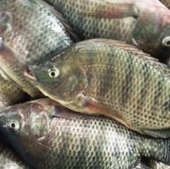 Lapak Ikan Loa Janan