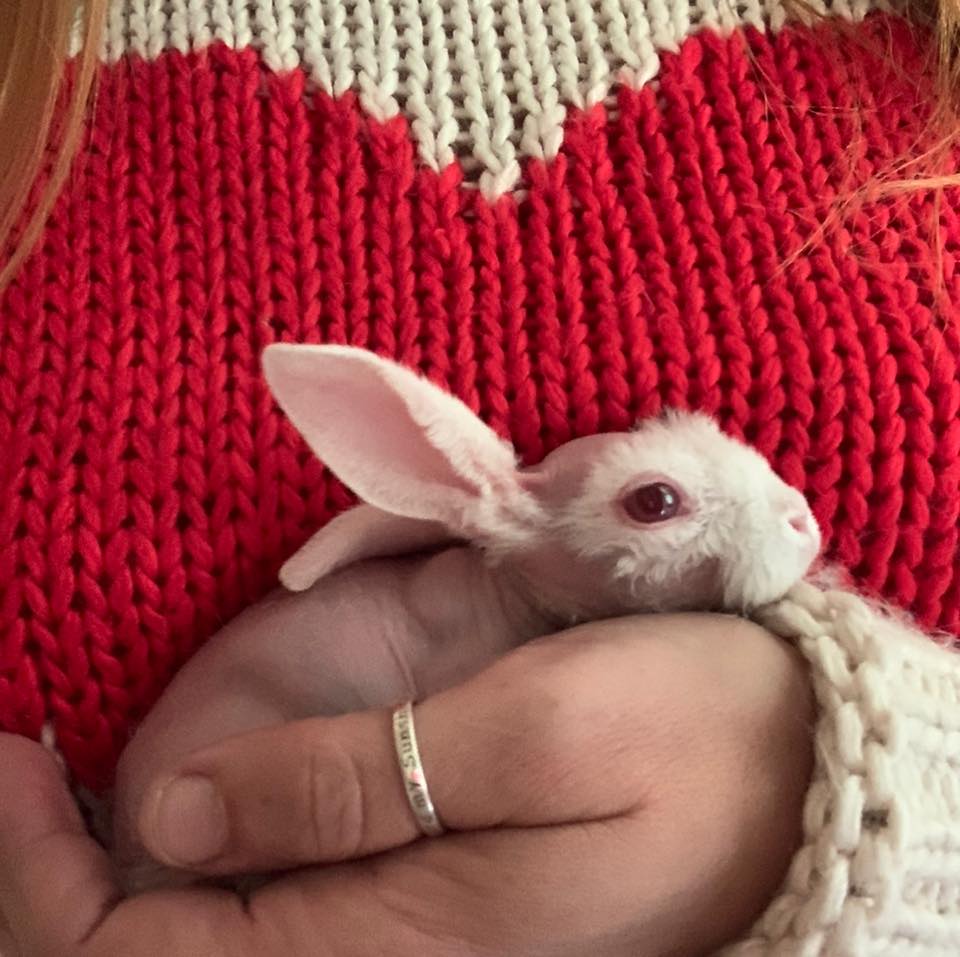 Baldrick Bunny The Hairless Rex