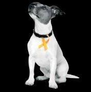 Keith Mathews The Dog Guru