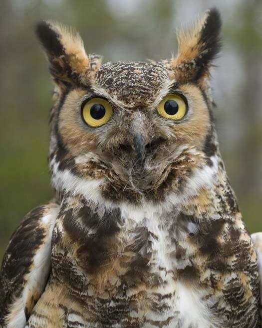 Thanks for a wonderful 30th Raptor Fest! 🎶 Winterbird by Jampoke ...