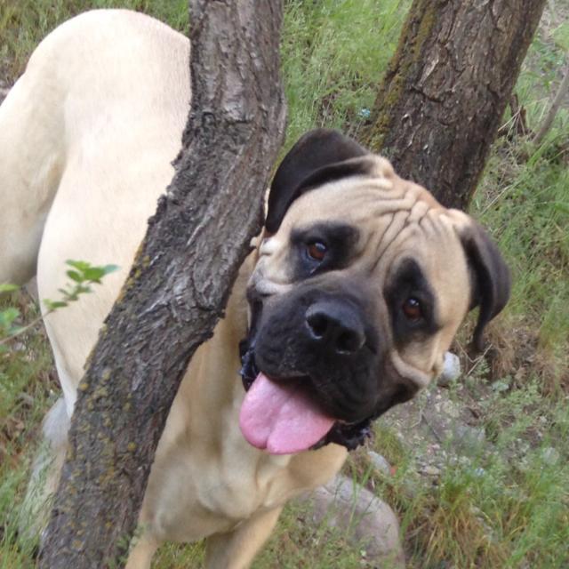 Winston Mathis the Bullmastiff