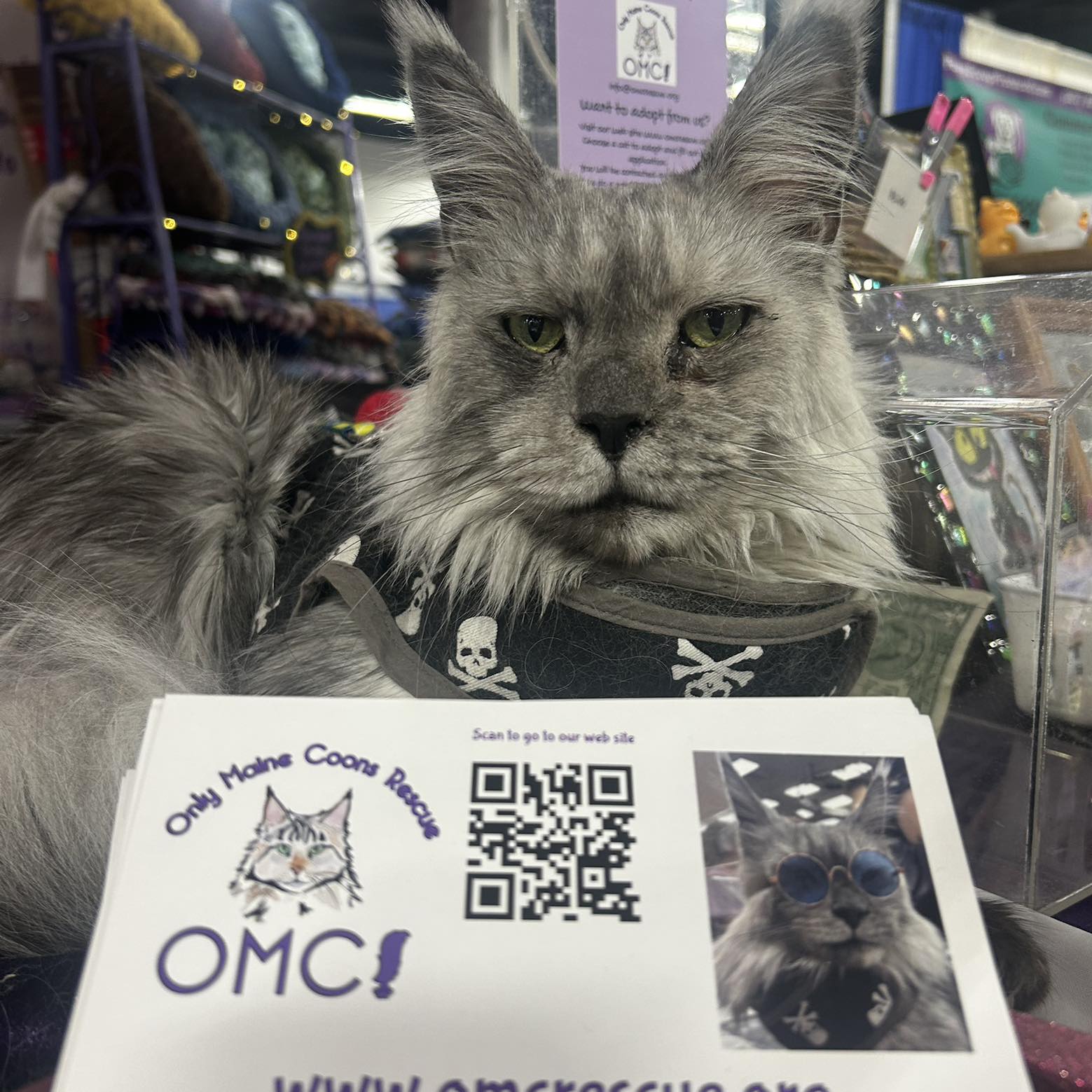 April Flowers is now available... - Only Maine Coons Rescue | Facebook