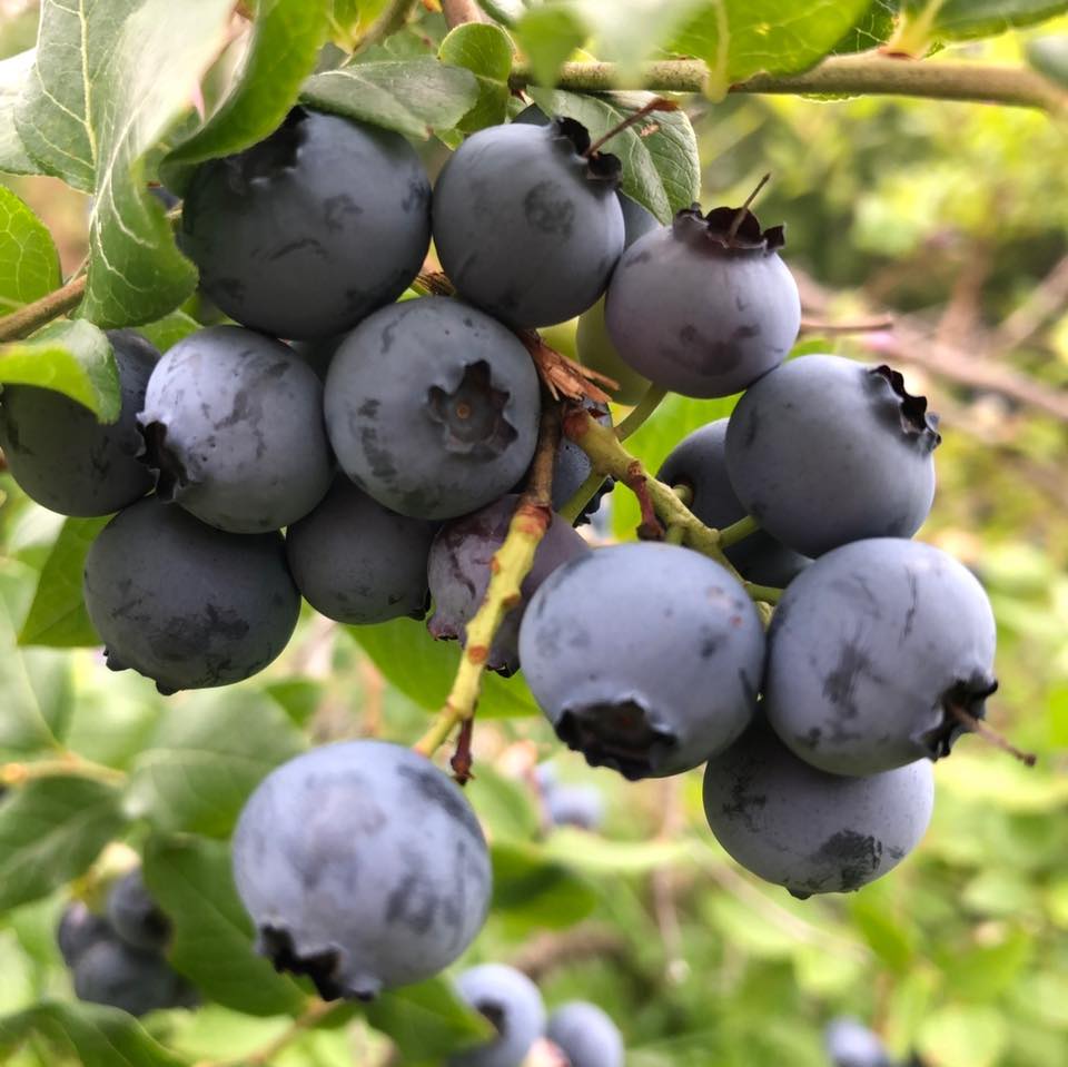 Fish Hill Farm - Plenty of berries for everyone! We are... | Facebook