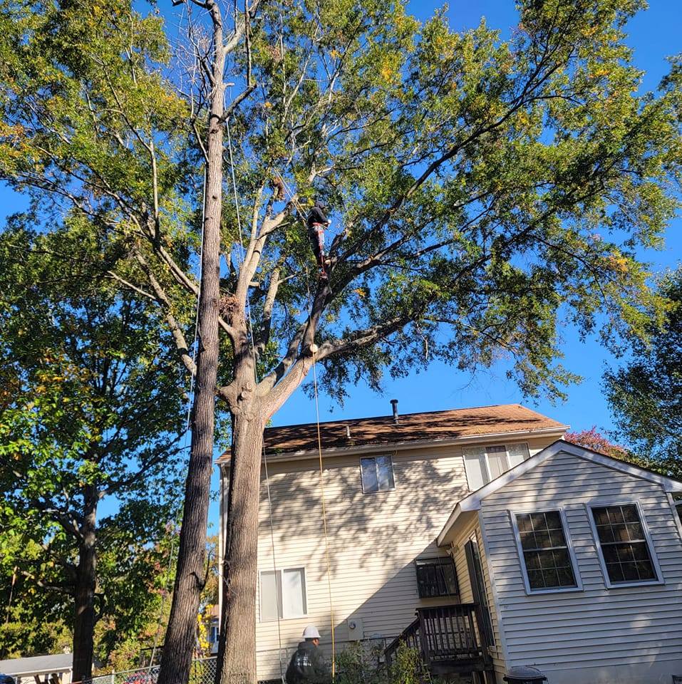 Tree service | Fredericksburg VA