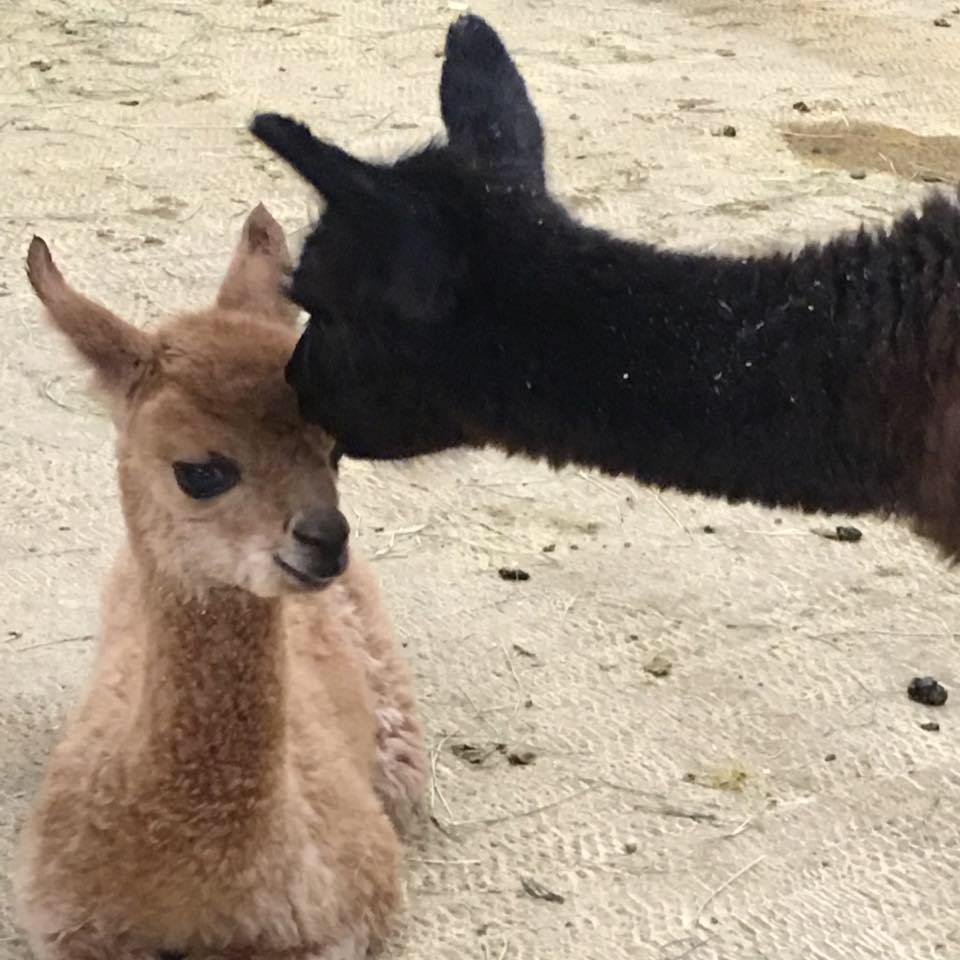 Crossed Arrows Alpaca Ranch