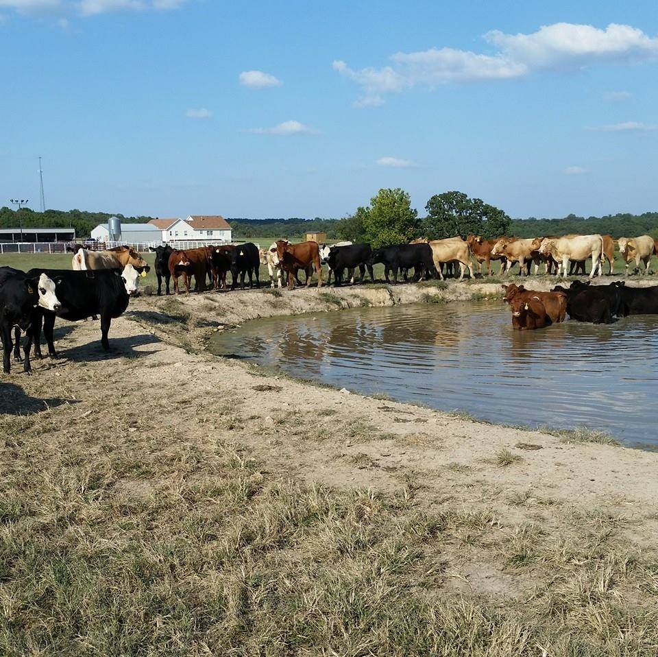 N-5 Ranch Farm/Fencing | Marshfield MO