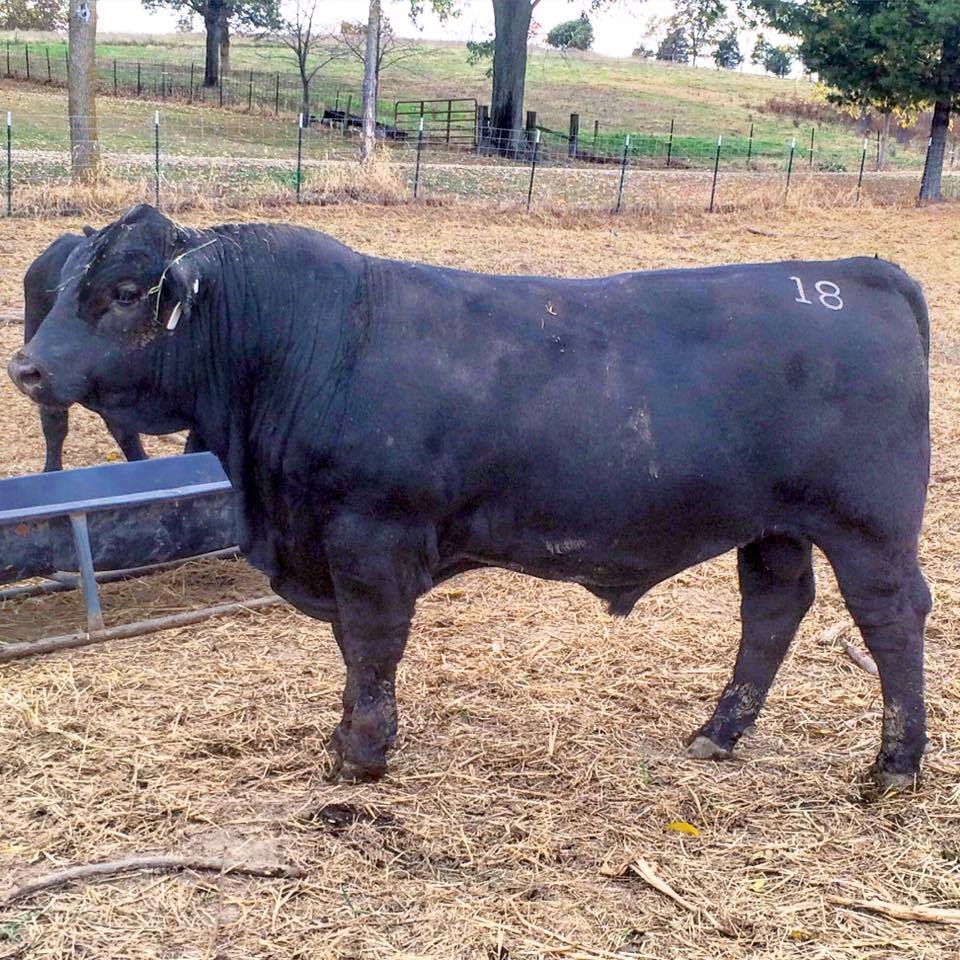 Statler Registered Angus | Perryville MO