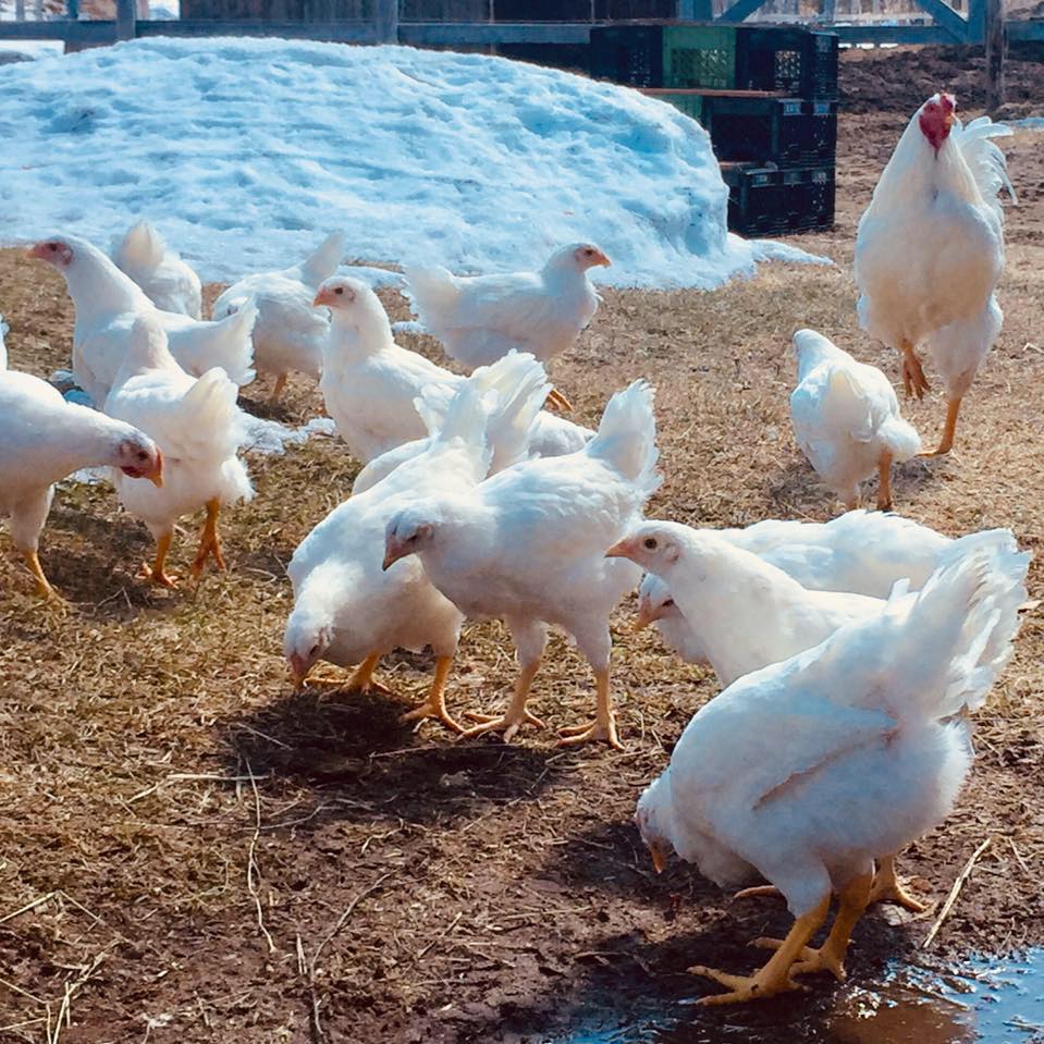Little Farmers by First Farms | Shawinigan QC
