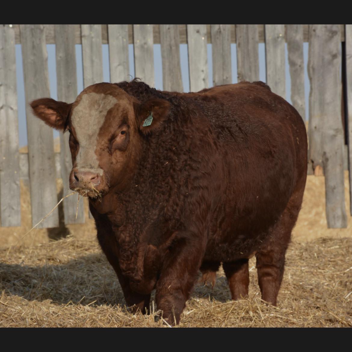 Pemlock - The first official unofficial calf of the 2026 calving season ...